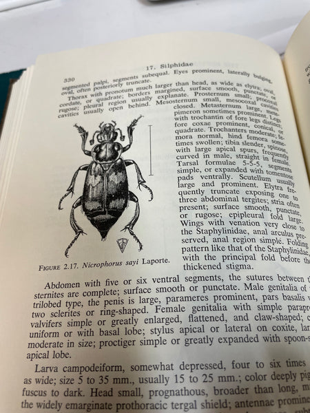 The Beetles of the United States